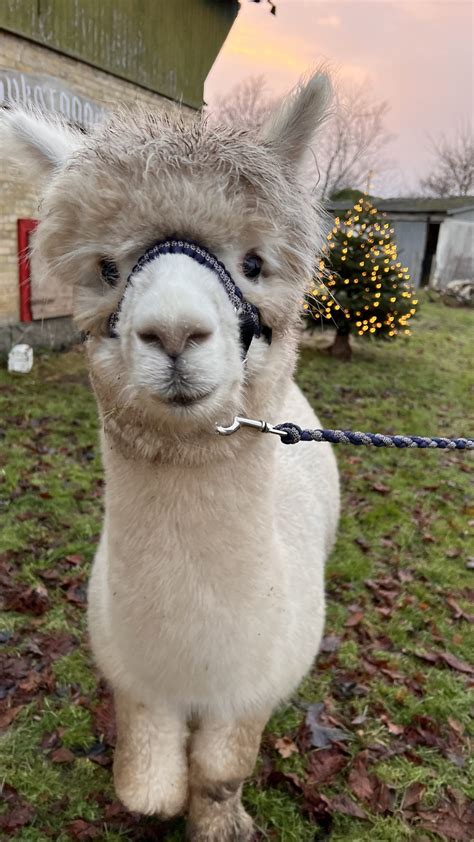 g tur med alpaca kbenhavn|Skovkærgaard Alpacas – Alpaca walk på dyrenes。